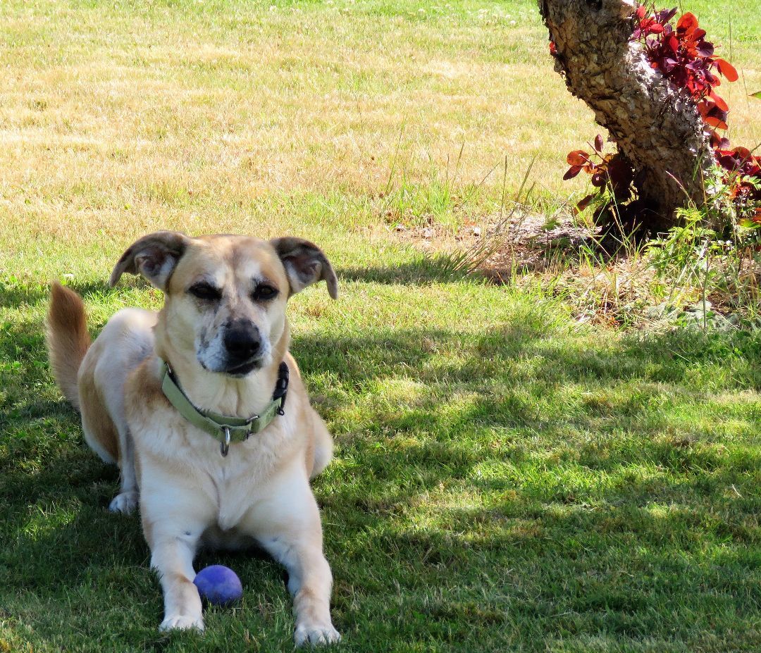 Lollie ( IN FOSTER ), an adoptable Shepherd in Port Angeles, WA, 98363 | Photo Image 1