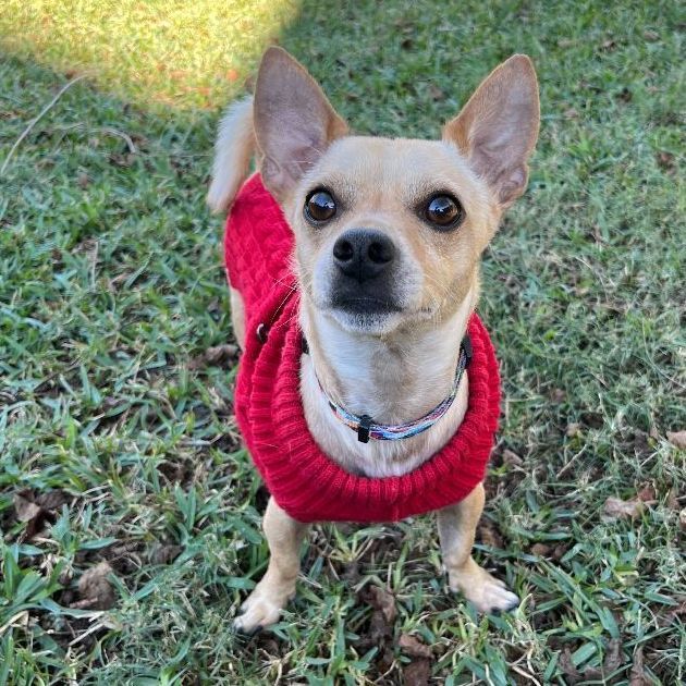 Weasel, an adoptable Chihuahua Mix in Carencro, LA_image-1