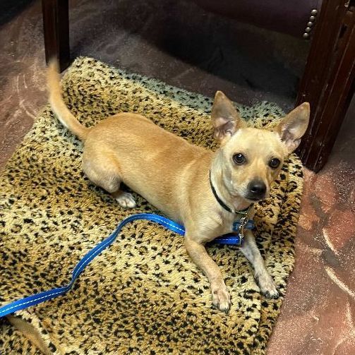 Weasel, an adoptable Chihuahua Mix in Carencro, LA_image-4