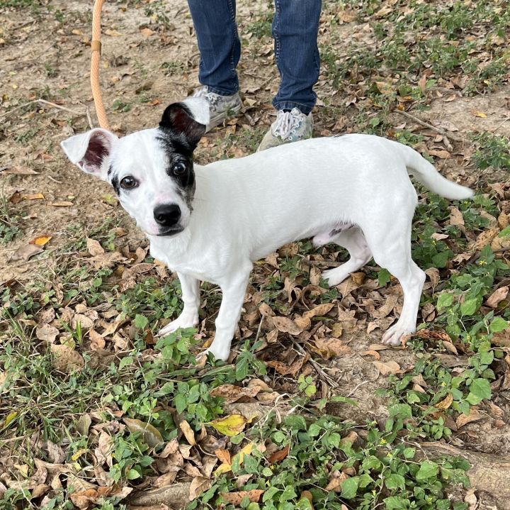 Georgeous, an adoptable Jack Russell Terrier & Rat Terrier Mix in Carencro, LA_image-2