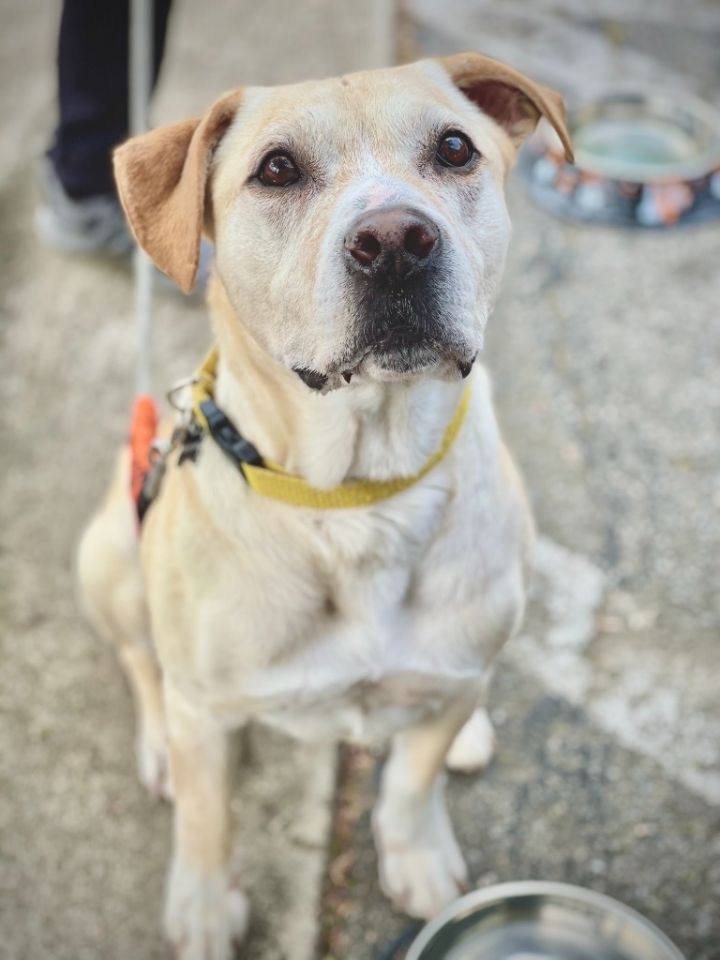 Buddy, an adoptable Labrador Retriever Mix in Raleigh, NC_image-1