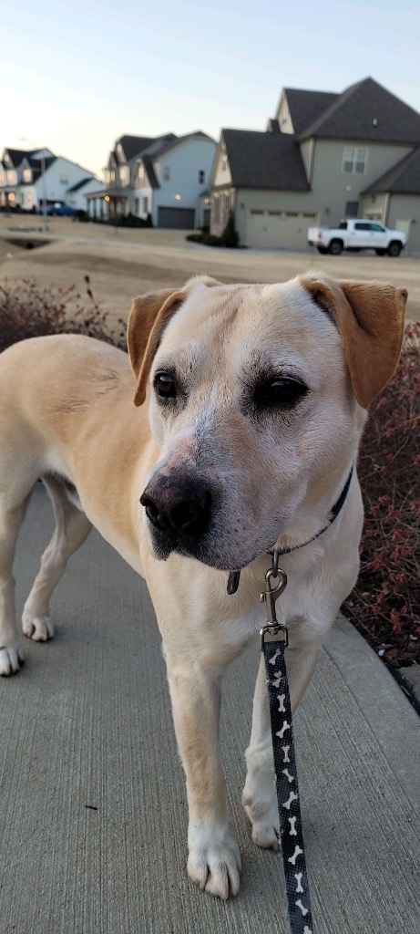 Buddy, an adoptable Labrador Retriever Mix in Raleigh, NC_image-2