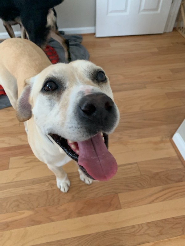 Buddy, an adoptable Labrador Retriever Mix in Raleigh, NC_image-3