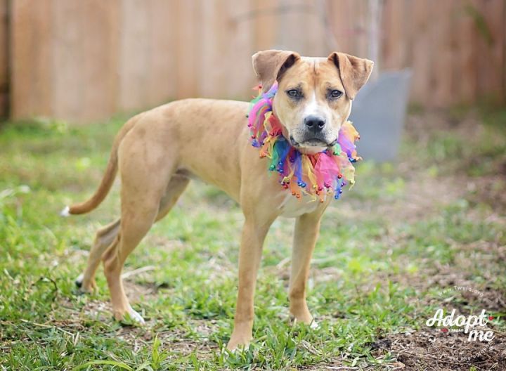 Anya, an adoptable Catahoula Leopard Dog & Mountain Cur Mix in Kingwood, TX_image-4