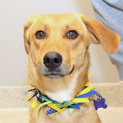 Gatsby, an adopted Mixed Breed in Lansing, MI_image-1