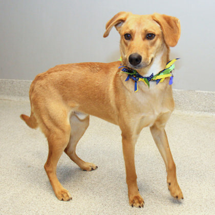 Gatsby, an adopted Mixed Breed in Lansing, MI_image-2