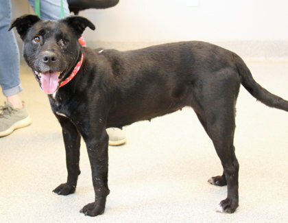 LaLa, an adopted Mixed Breed in Lansing, MI_image-2