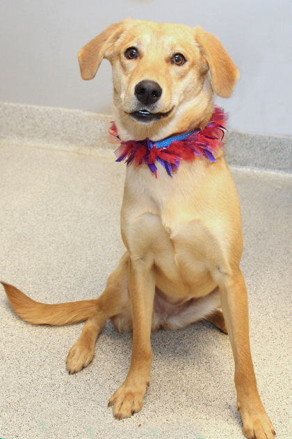 Tutti, an adopted Mixed Breed in Lansing, MI_image-2