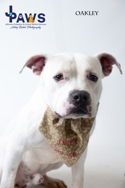 Oakley, an adoptable Pit Bull Terrier in Harvey, LA_image-2