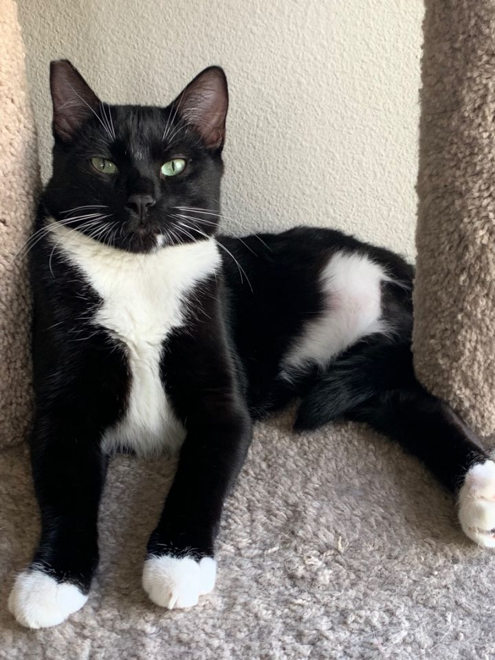 Cat for adoption - Declan, a Tuxedo in Lubbock, TX | Petfinder