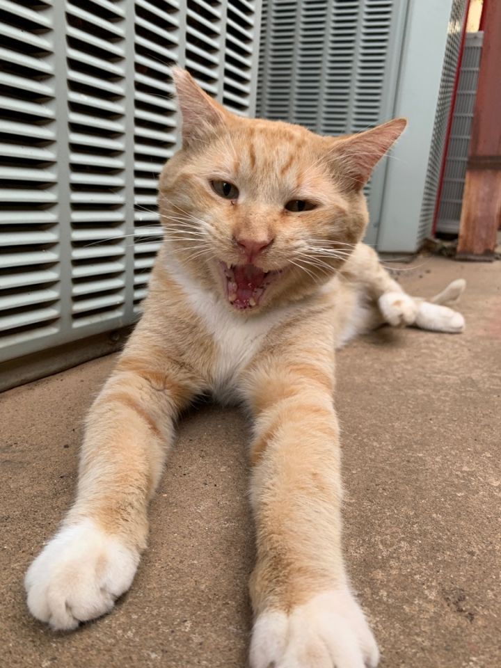Cat for adoption - Pickles, an American Shorthair in Lubbock, TX