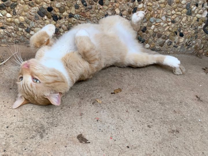 Cat for adoption - Pickles, an American Shorthair in Lubbock, TX