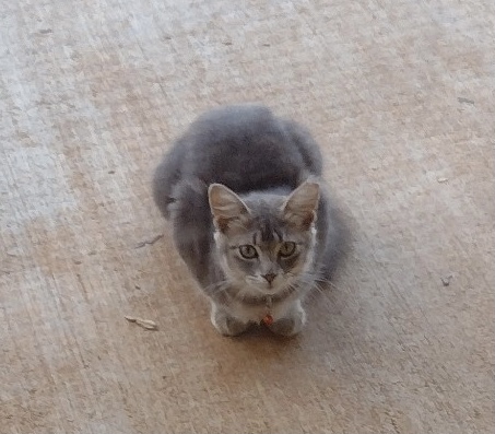 Silvi - Courtesy Listing, an adoptable Domestic Medium Hair in Dawson, GA, 31742 | Photo Image 1