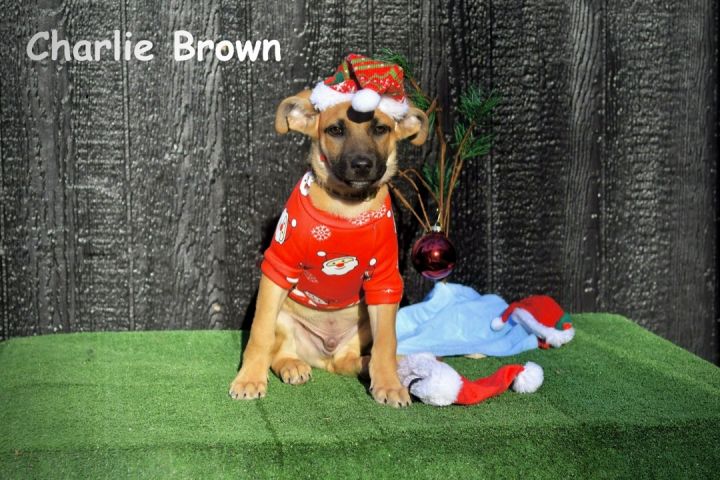 Charlie Brown, an adopted Hound Mix in Sevierville, TN_image-1