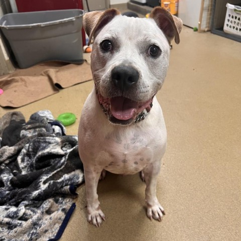 Beetlejuice, an adoptable American Bulldog in Columbus, GA, 31907 | Photo Image 1