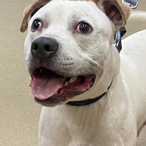 Beetlejuice, an adoptable American Bulldog in Columbus, GA, 31907 | Photo Image 2