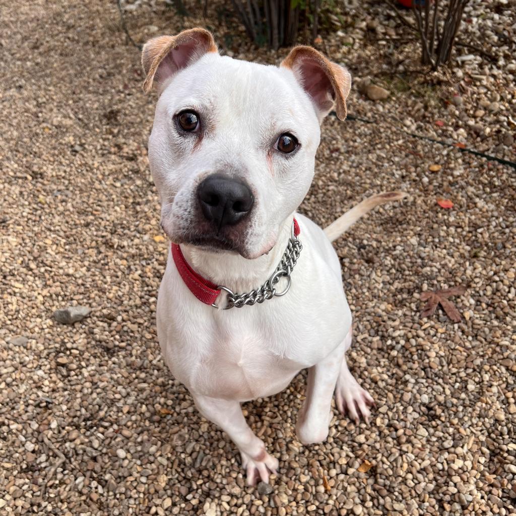 Beetlejuice, an adoptable American Bulldog in Columbus, GA, 31907 | Photo Image 2