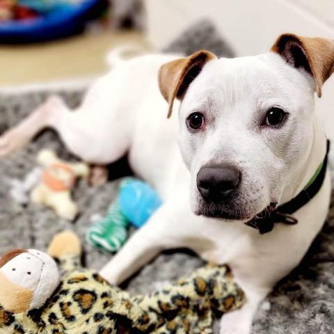 Beetlejuice, an adoptable American Bulldog in Columbus, GA, 31907 | Photo Image 3