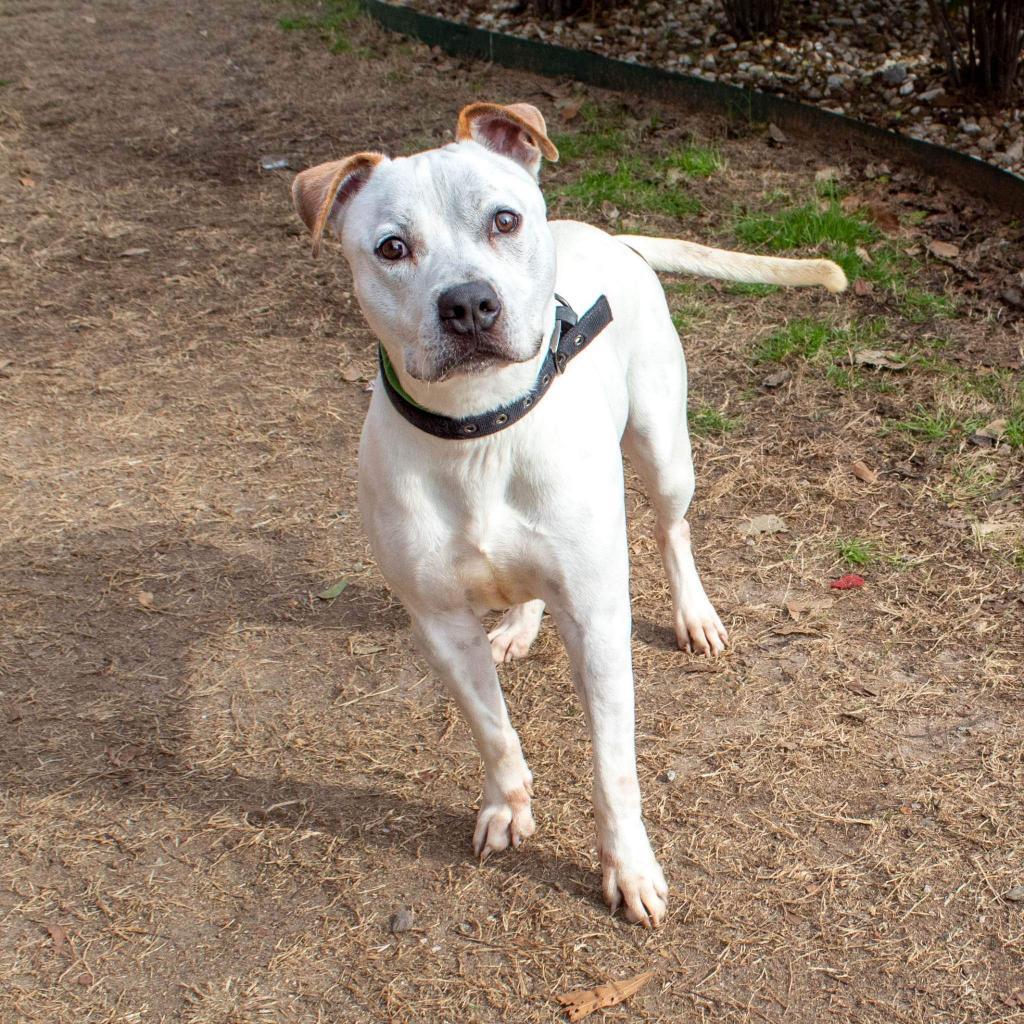 Beetlejuice, an adoptable American Bulldog in Columbus, GA, 31907 | Photo Image 3