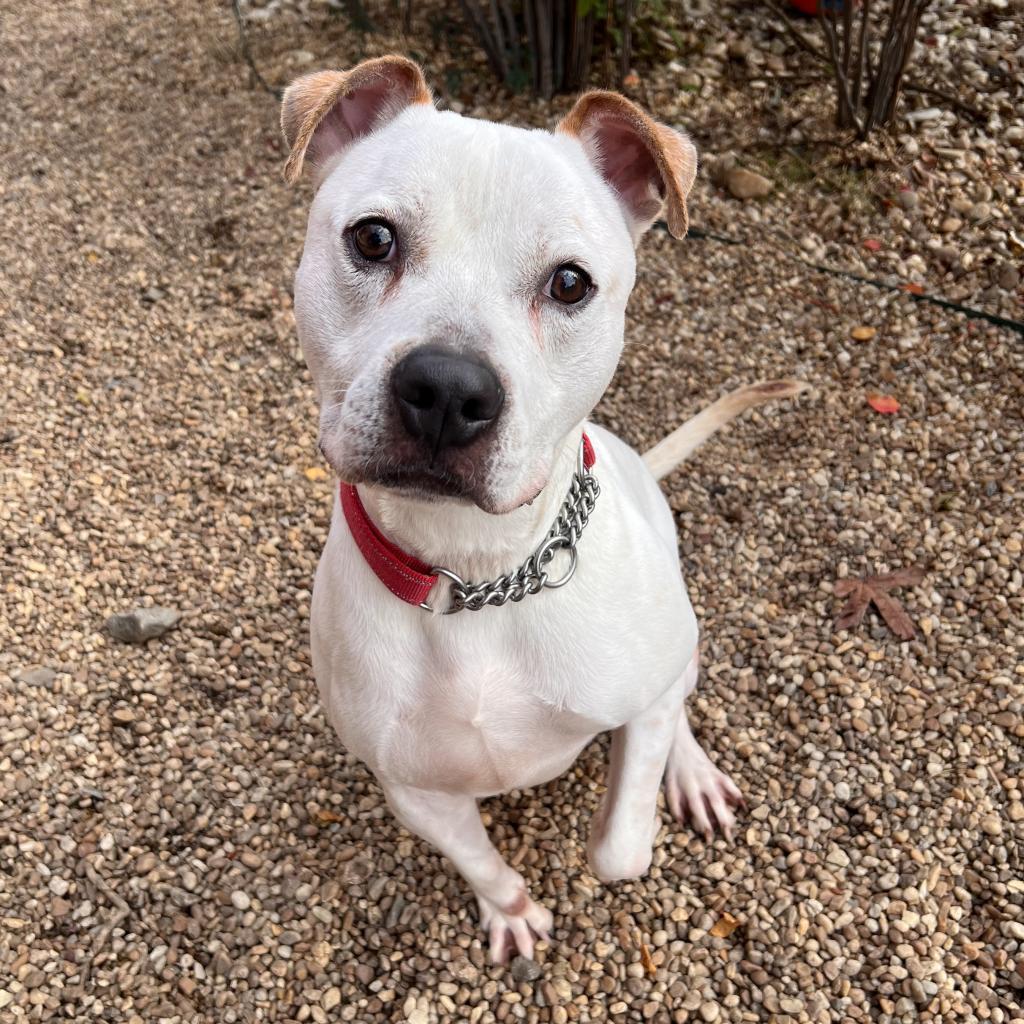 Beetlejuice, an adoptable American Bulldog in Columbus, GA, 31907 | Photo Image 3
