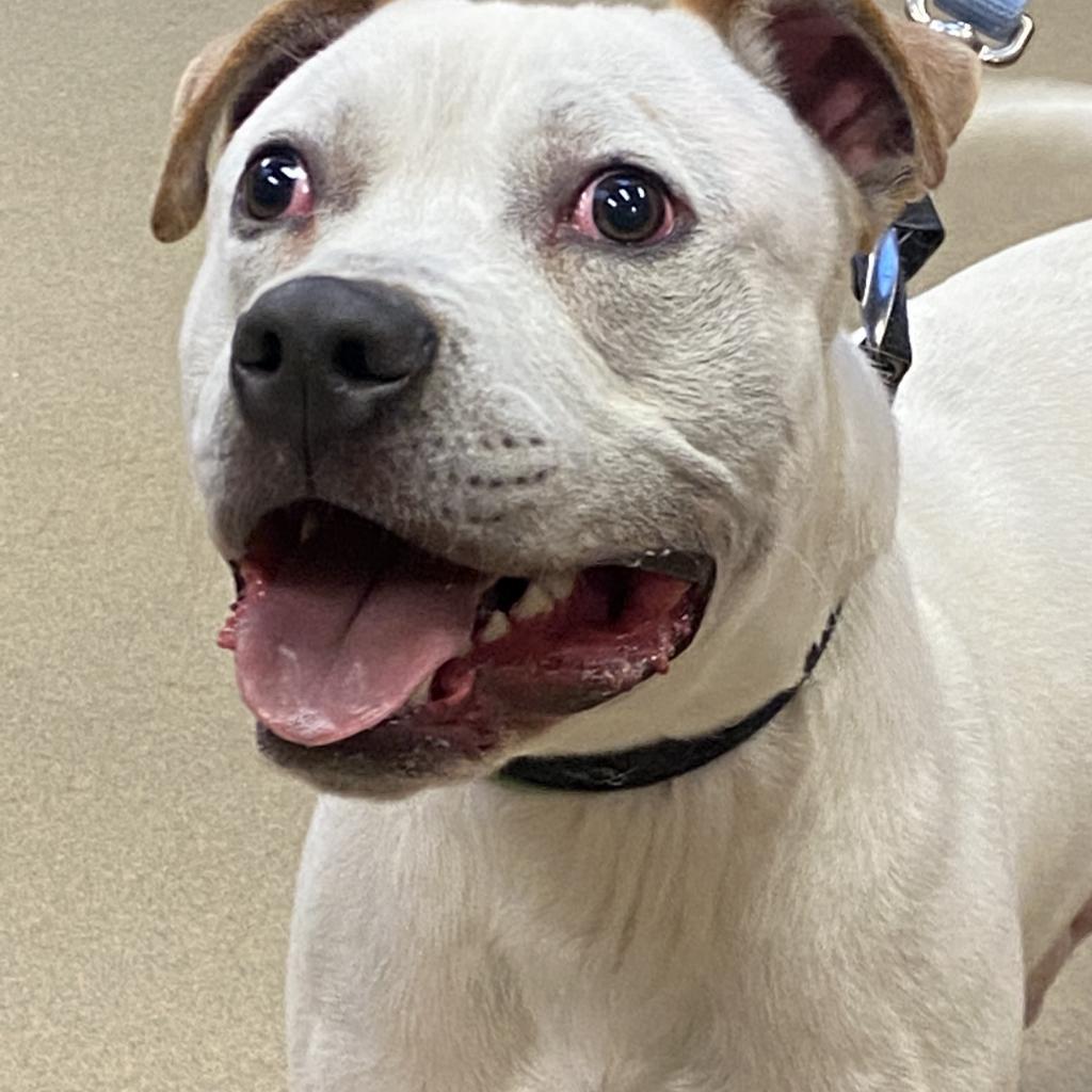 Beetlejuice, an adoptable American Bulldog in Columbus, GA, 31907 | Photo Image 5