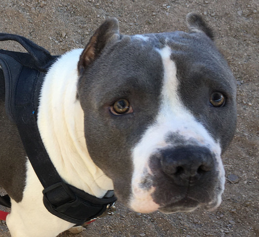 DEOXYS*, an adoptable Pit Bull Terrier in Tucson, AZ, 85745 | Photo Image 1