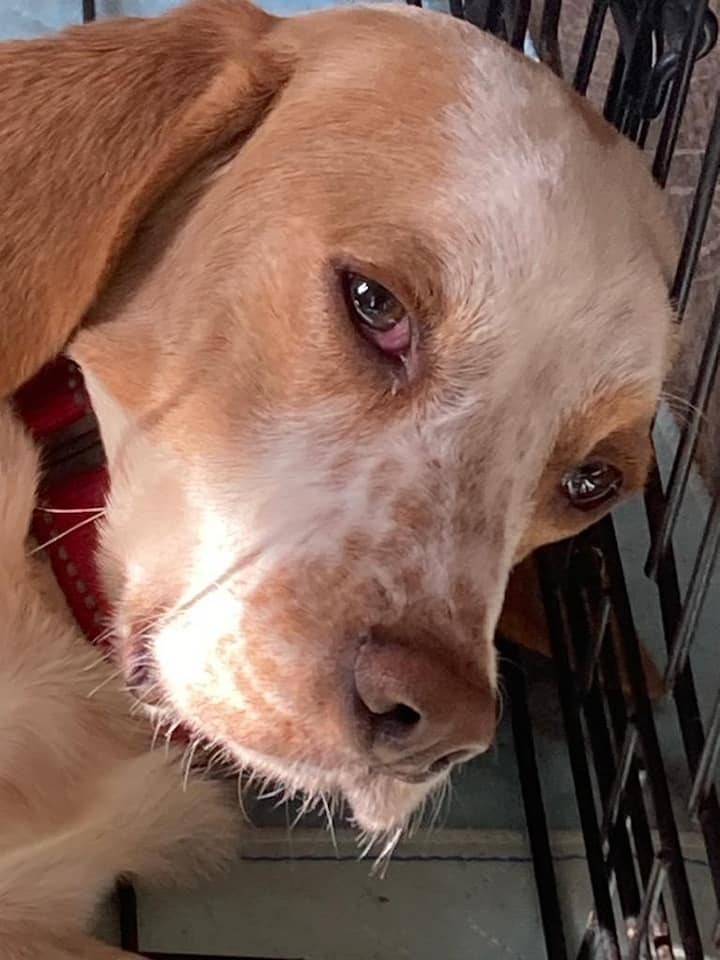 Beau, an adoptable Beagle Mix in Breinigsville, PA_image-3