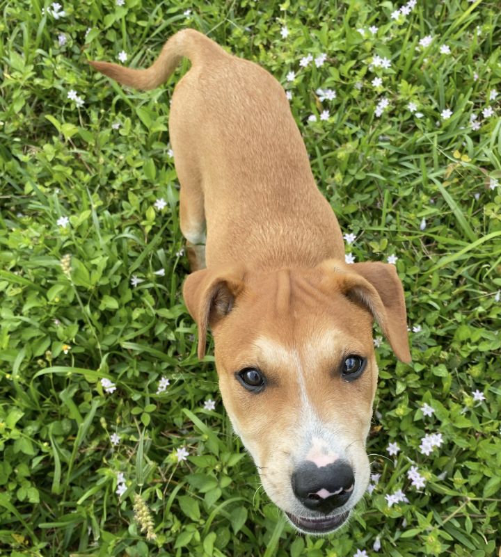 Penny, an adoptable Labrador Retriever Mix in Fort Lauderdale, FL_image-2
