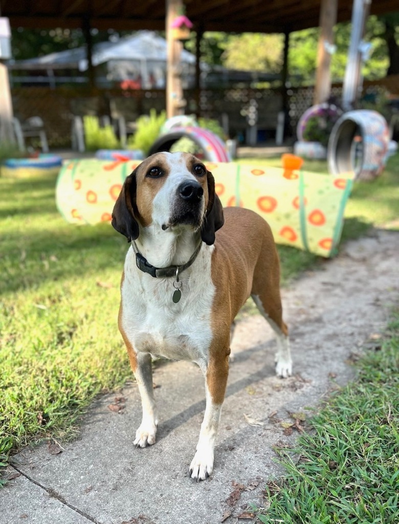 Bullfrog, an adoptable Hound in Hampton, VA, 23666 | Photo Image 1