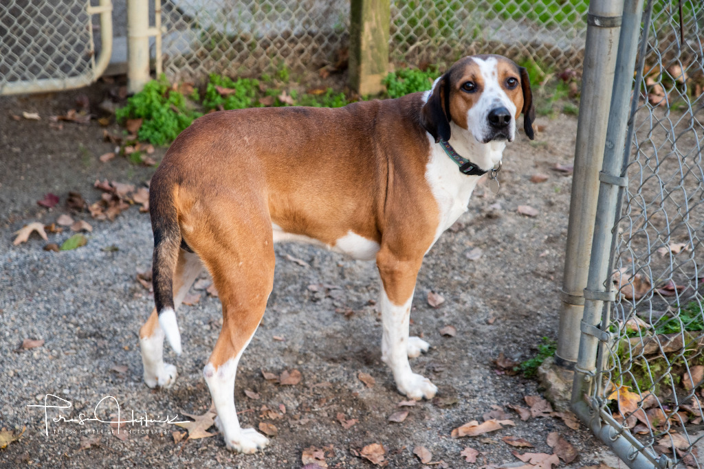 Bullfrog, an adoptable Hound in Hampton, VA, 23666 | Photo Image 2