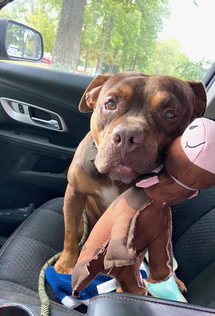 Finian, an adoptable Pit Bull Terrier in Hampton, VA, 23666 | Photo Image 1