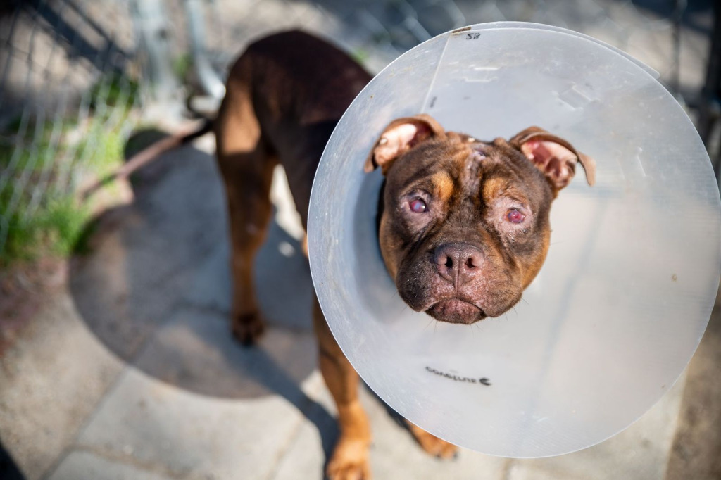 Finian, an adoptable Pit Bull Terrier in Hampton, VA, 23666 | Photo Image 2