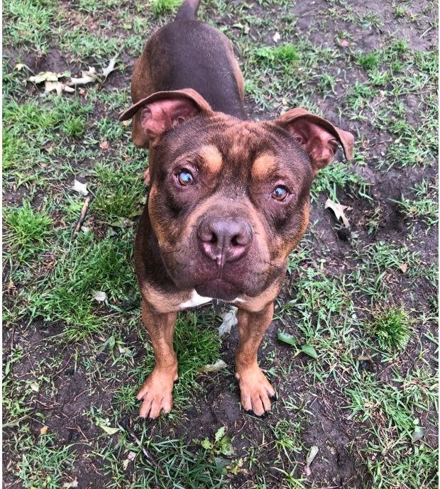 Finian, an adoptable Pit Bull Terrier in Hampton, VA, 23666 | Photo Image 3