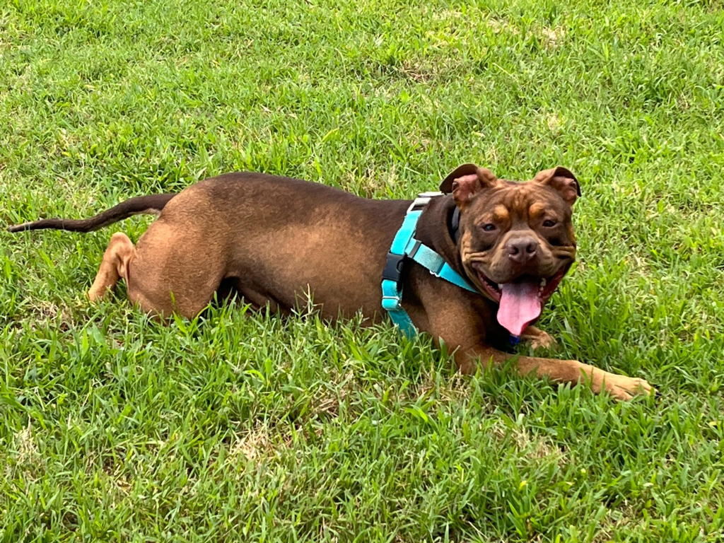 Finian, an adoptable Pit Bull Terrier in Hampton, VA, 23666 | Photo Image 4