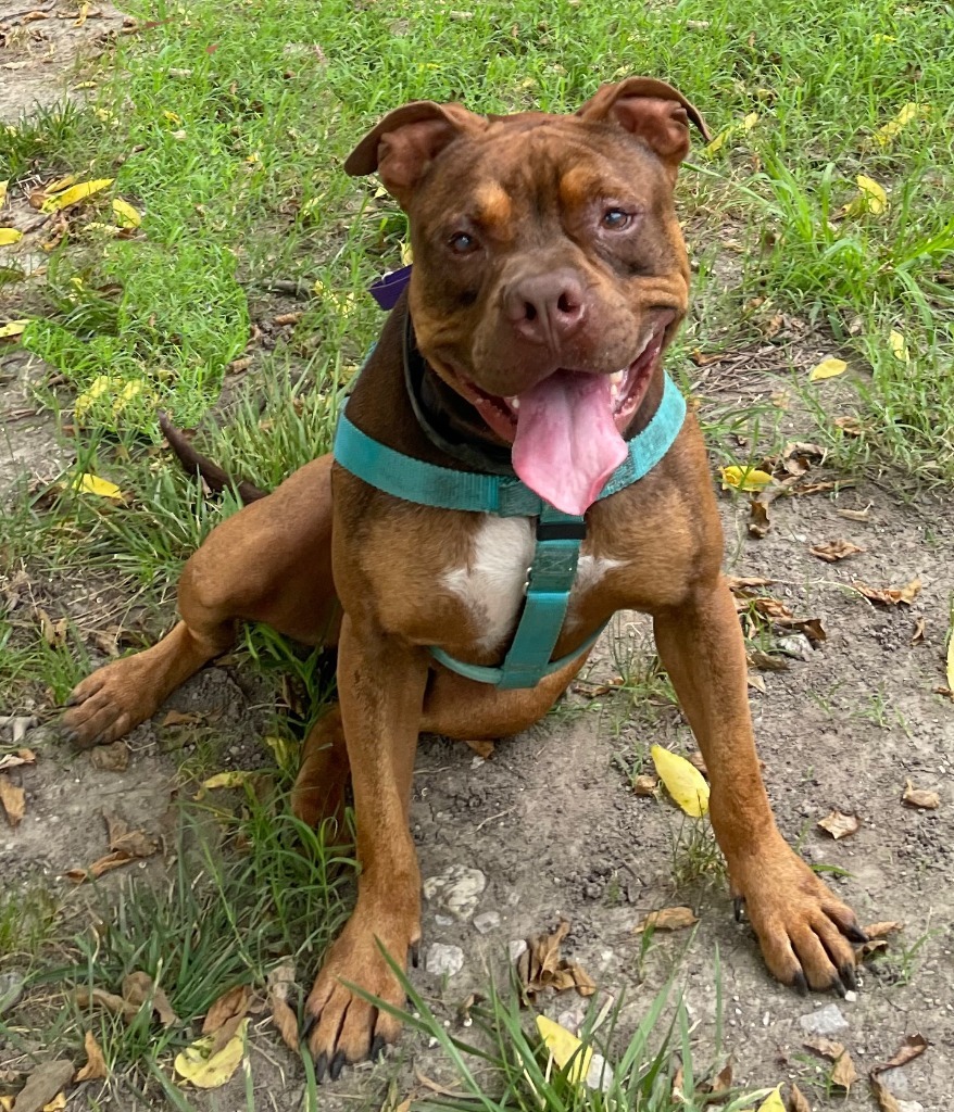 Finian, an adoptable Pit Bull Terrier in Hampton, VA, 23666 | Photo Image 6