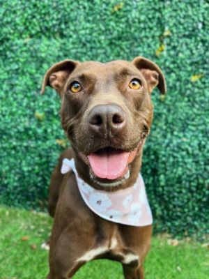 Coco (foster to adopt)