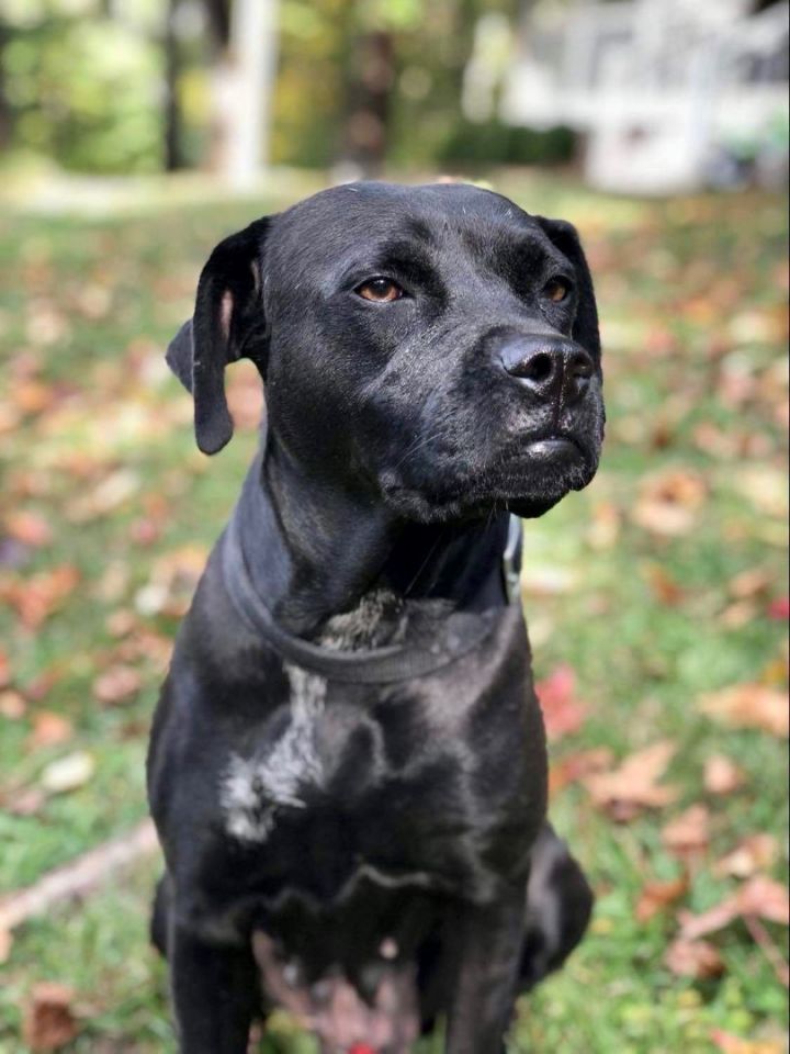 Sabrina, an adoptable Labrador Retriever & Pit Bull Terrier Mix in Bethel, CT_image-2