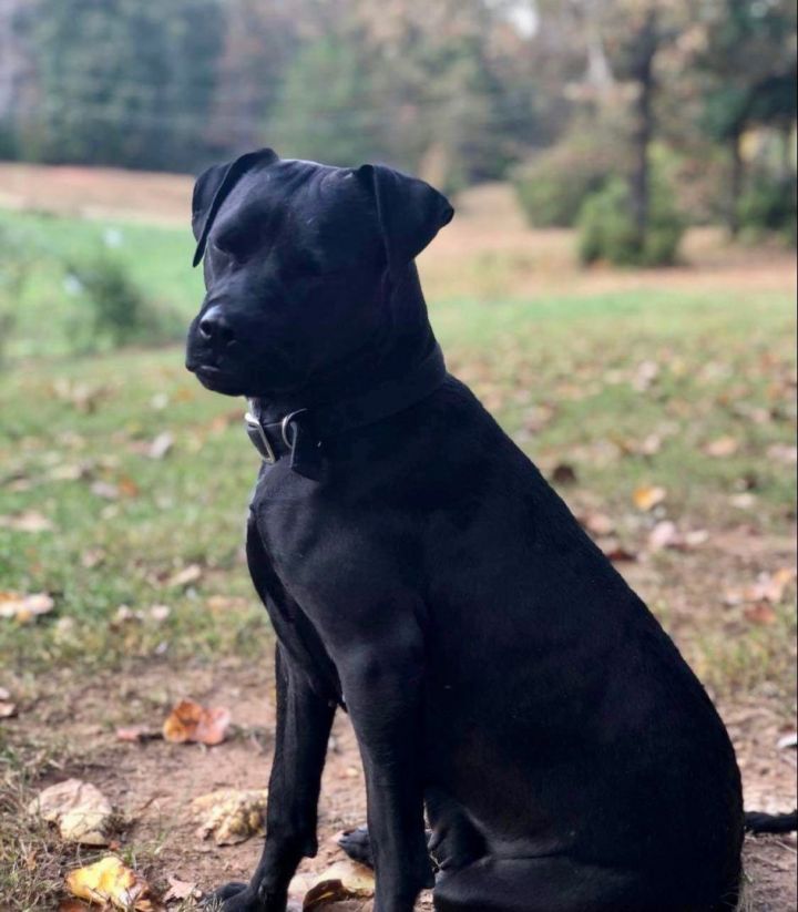 Sabrina, an adoptable Labrador Retriever & Pit Bull Terrier Mix in Bethel, CT_image-4