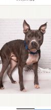 Tango (foster to adopt)