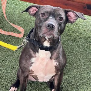 Miala, Adult Female Terrier