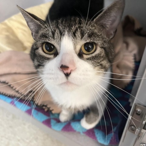 Jesper, an adoptable American Shorthair in Milford, IA, 51351 | Photo Image 1