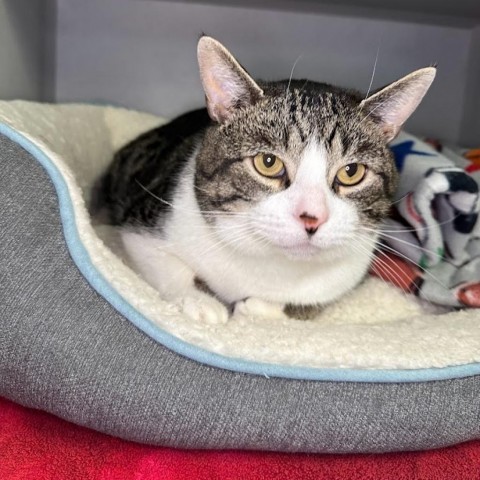 Jesper, an adoptable American Shorthair in Milford, IA, 51351 | Photo Image 2