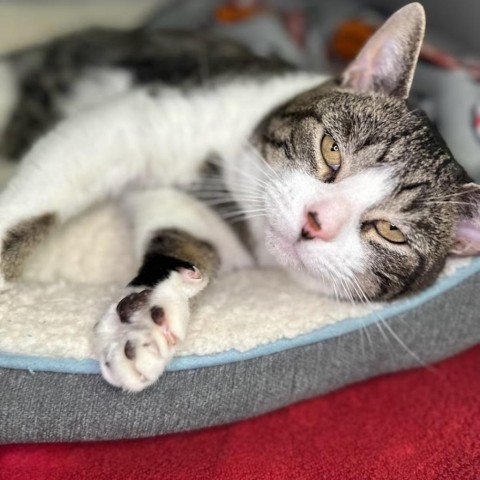 Jesper, an adoptable American Shorthair in Milford, IA, 51351 | Photo Image 3