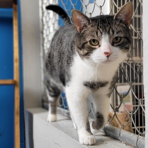 Jesper, an adoptable American Shorthair in Milford, IA, 51351 | Photo Image 4