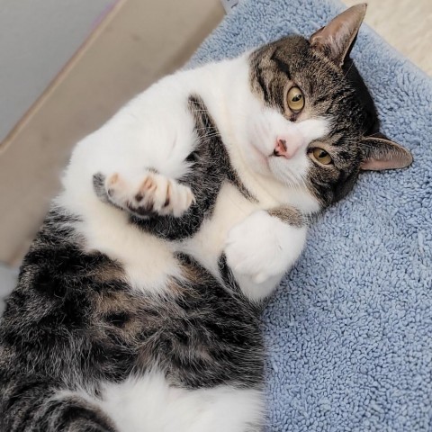 Jesper, an adoptable American Shorthair in Milford, IA, 51351 | Photo Image 5