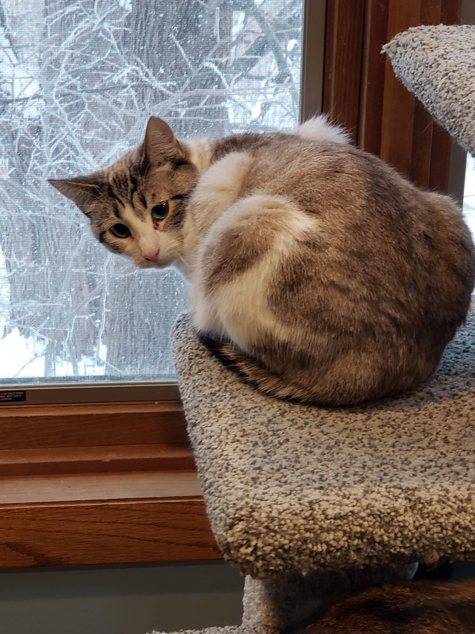 Purrscilla, an adoptable Domestic Short Hair, Siamese in Forest Lake, MN, 55025 | Photo Image 1