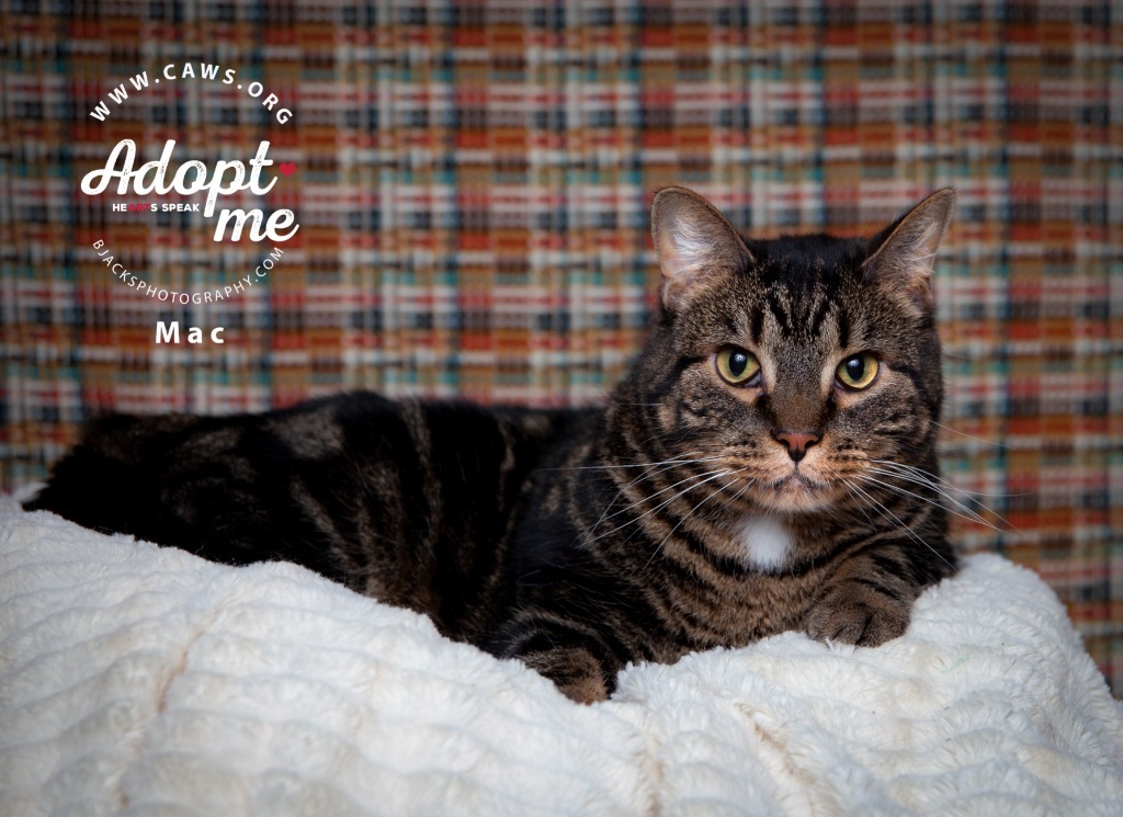 Mac, an adoptable Domestic Short Hair in Salt Lake City, UT, 84117 | Photo Image 1