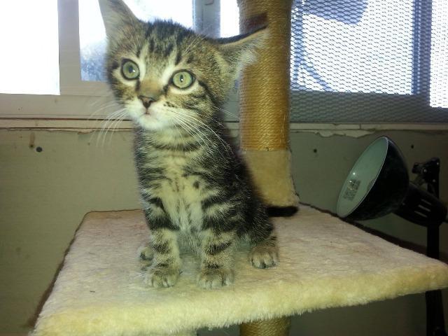 Mac, an adoptable Domestic Short Hair in Salt Lake City, UT, 84117 | Photo Image 2