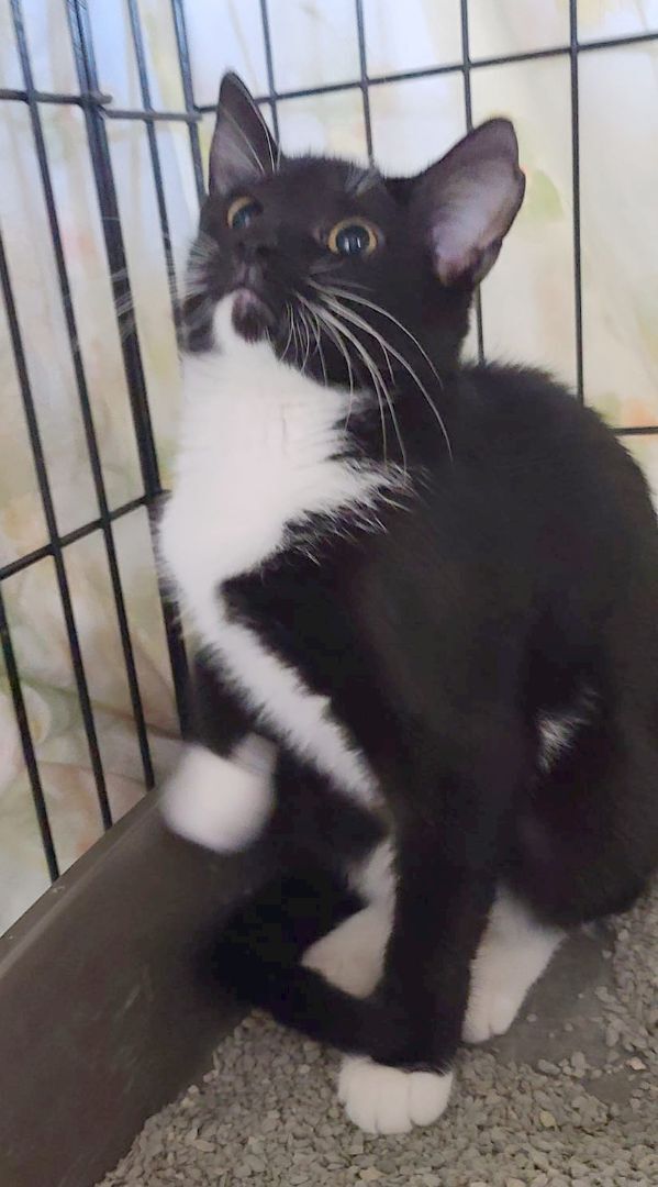 Salem, an adoptable Domestic Short Hair & Tuxedo Mix in Germansville, PA_image-2