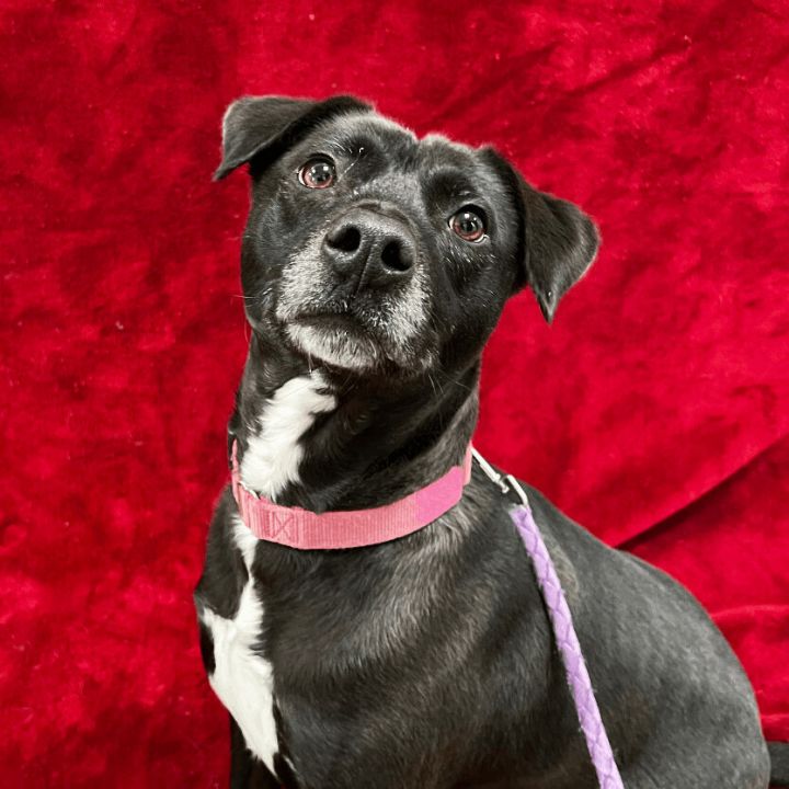 Blackberry, an adoptable Mixed Breed in East Smithfield, PA_image-3